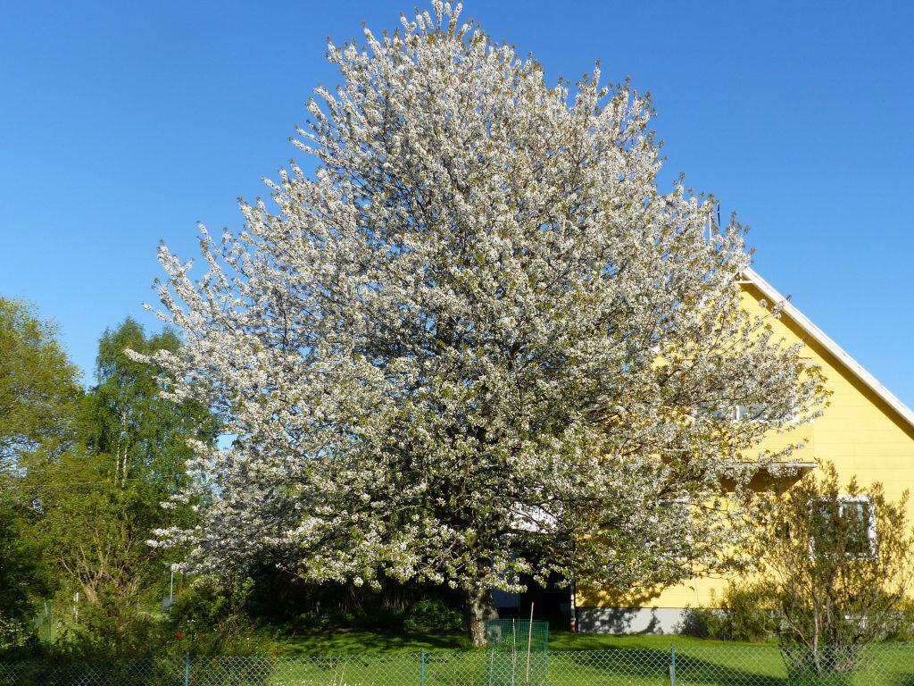 Large tree covering the roof of a home can lead to costly damages.