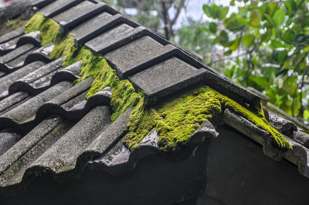 moss caused by dirty roof