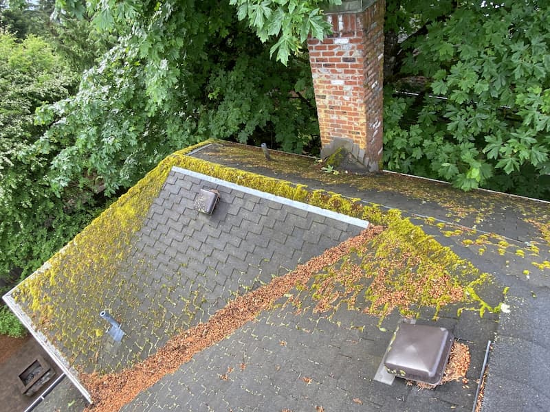 moss removal portland oregon